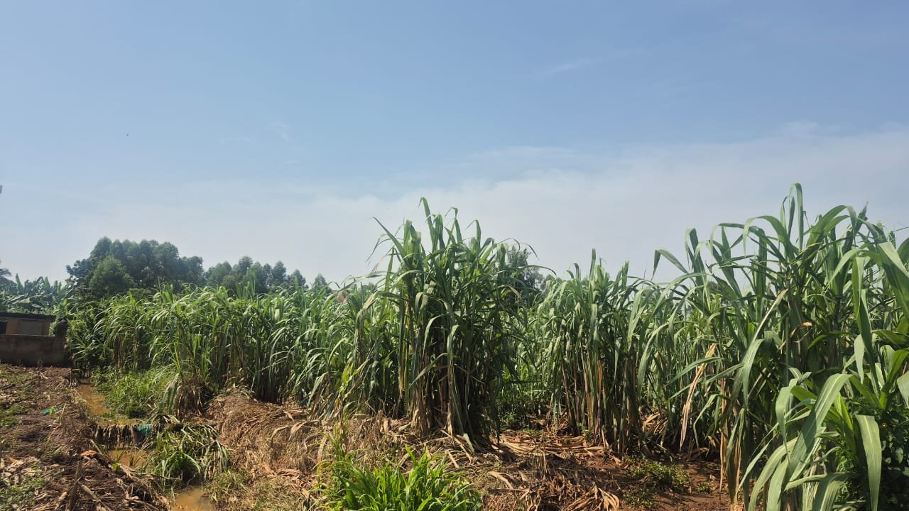 Najjera 2 Acres for Sale